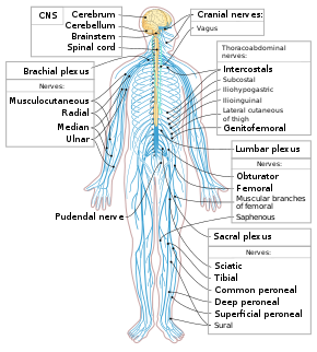 What Makes Learning About Neuroscience Important to Schooling at Home