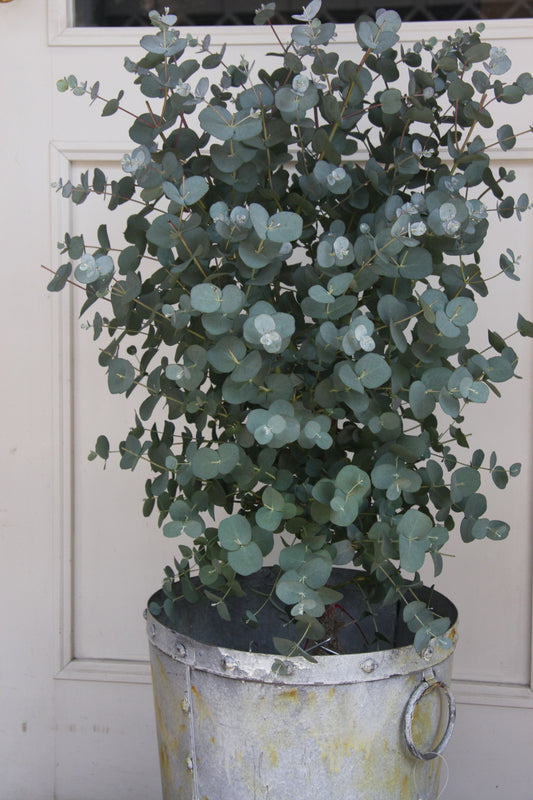 Eucalyptus: The Healing Essential Oil for Wellness
