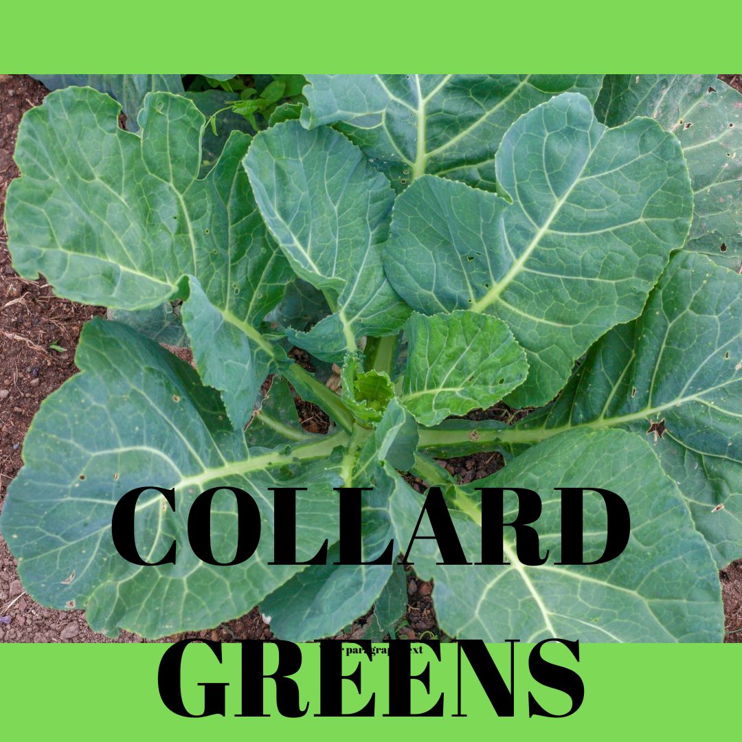 From Garden to Plate: The Ultimate Guide to Growing Collard Greens for a Healthier You