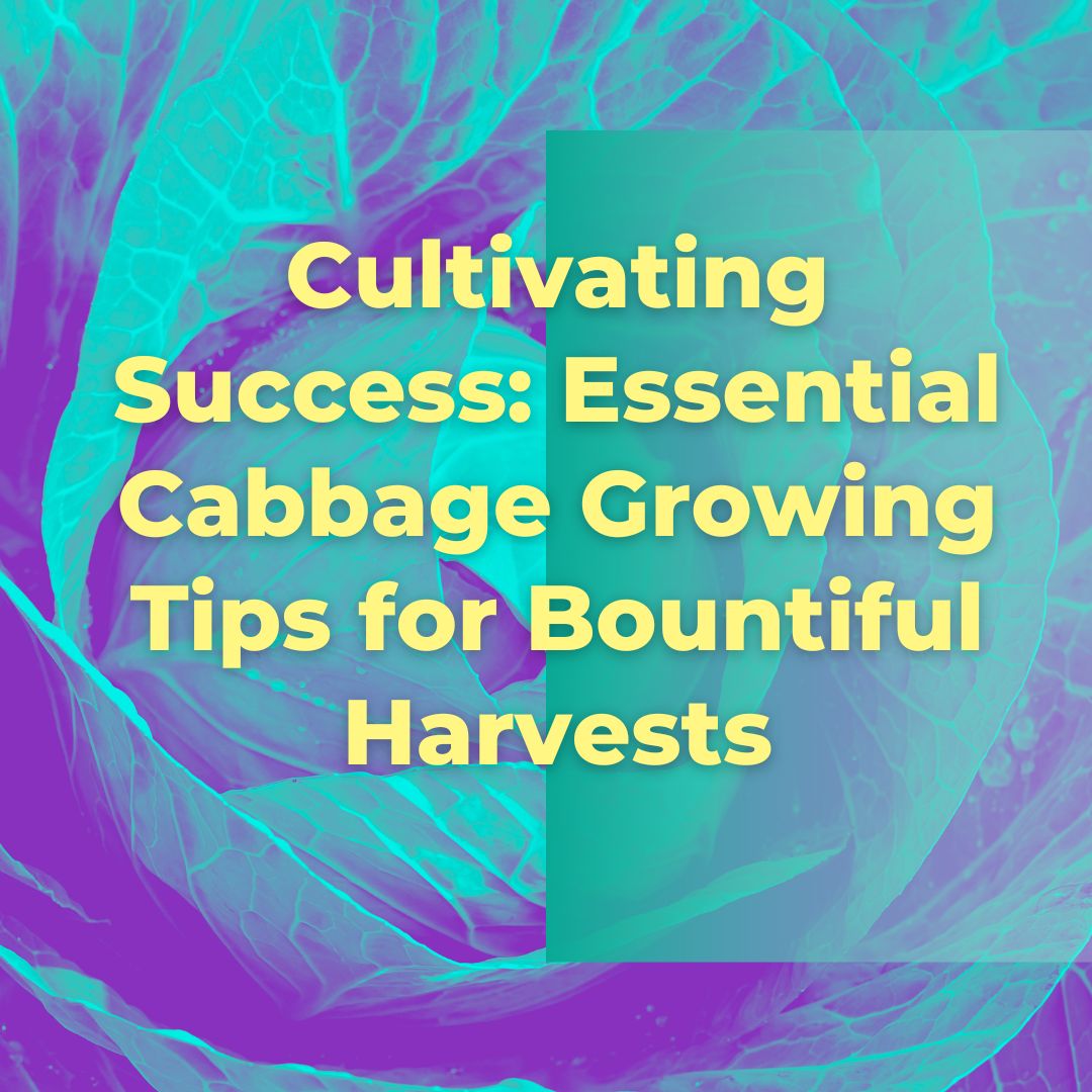 Cultivating Success: Essential Cabbage Growing Tips for Bountiful Harvests