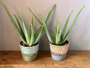 Aloe Vera: Nature's Healing Plant and How to Grow it for Home Remedies