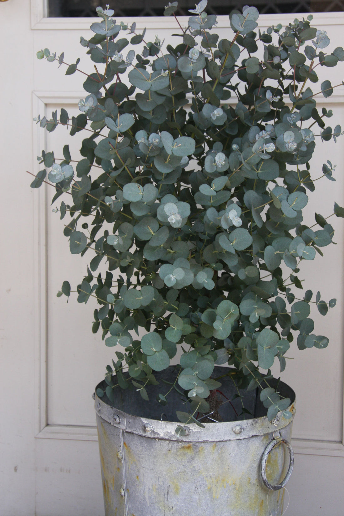 Eucalyptus: The Healing Essential Oil for Wellness