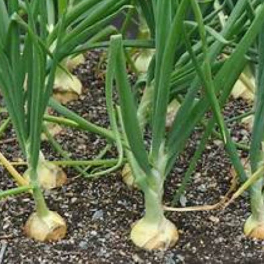 How to Grow Onions for the Benefits & Remedies