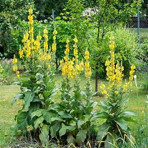 Got Mullein?