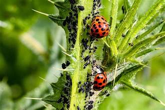 Ultimate Guide to Natural Pest Control for Your Garden: Effective Methods and Strategies