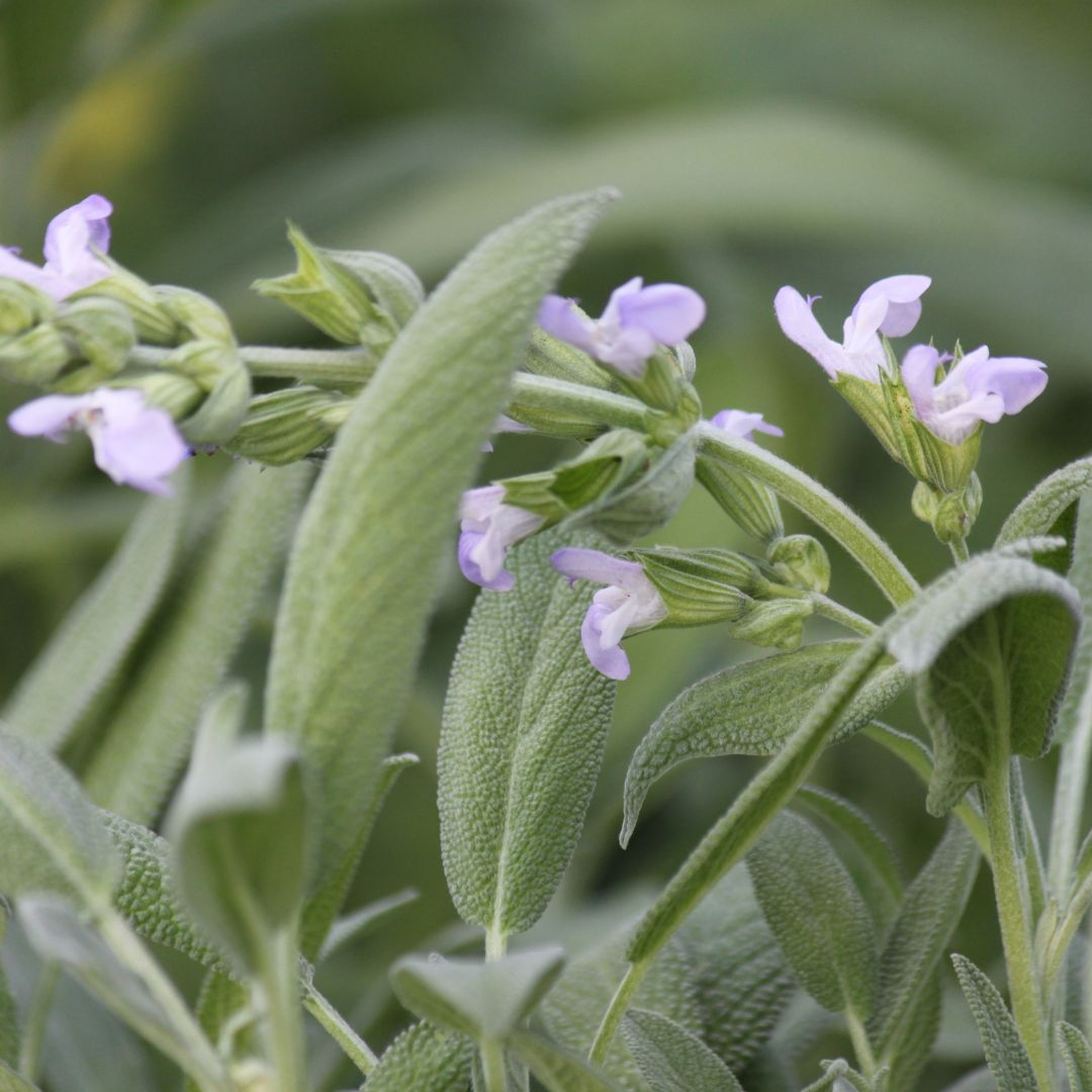 Sage Growing and Benefits