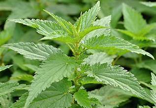 Everything about Stinging Nettle